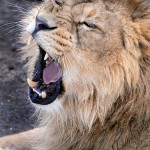 Image by Tambako The Jaguar on Flickr. Creative Commons License.