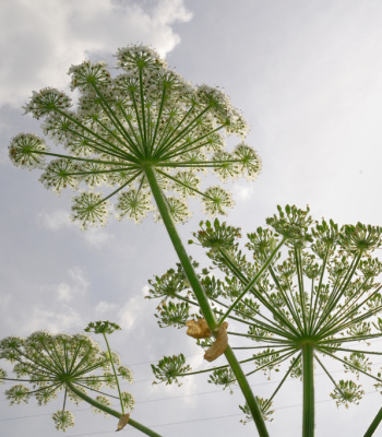 looking up through Queen Anne's Lace flowers.