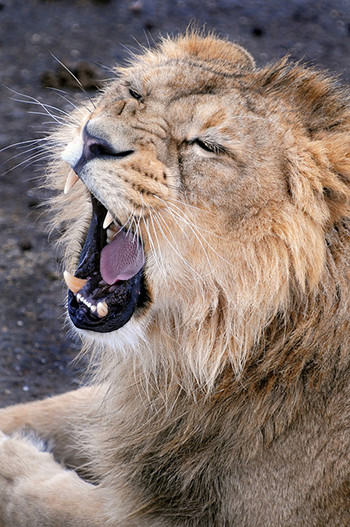yawning lion--as tired as I am?