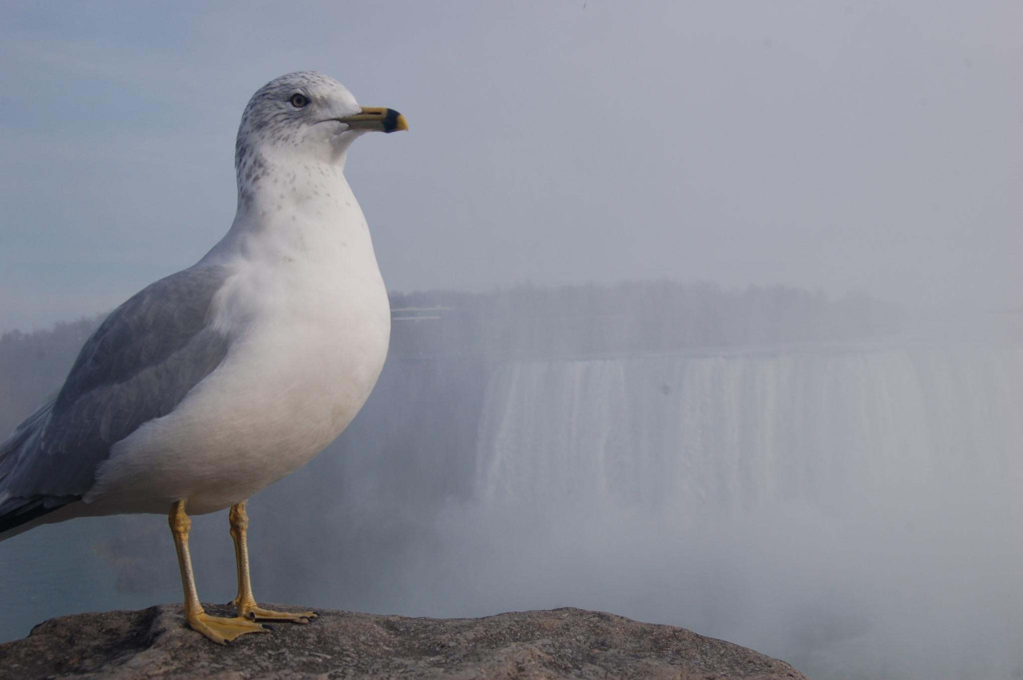 unflappable seagull at Niagara Falls